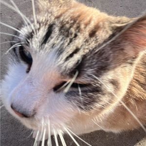 Meet your Posher, Aleyah